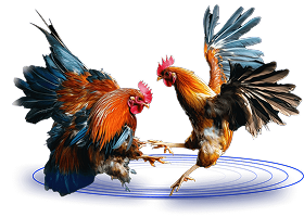 Cockfight-Betting-Software-App-Development-IMG 1